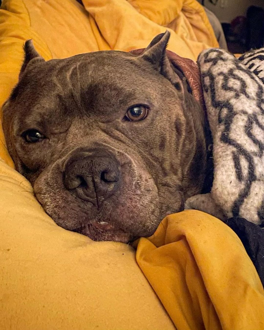 bulldog laying in the bed