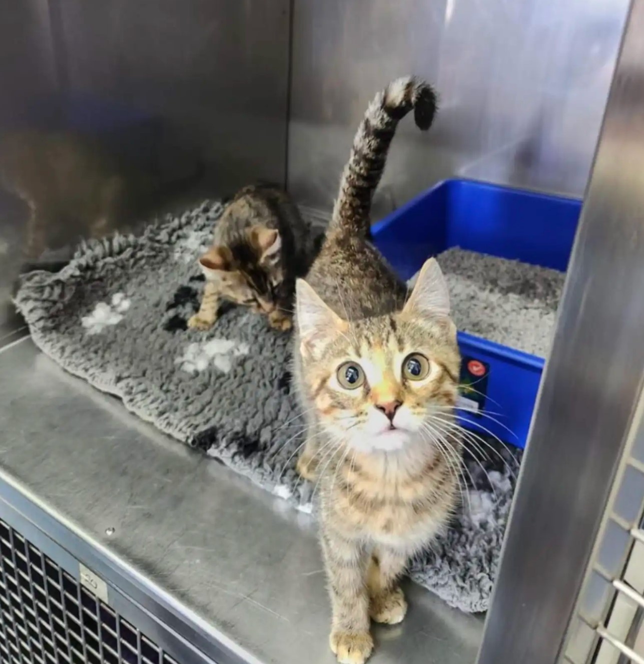 cats with litter box