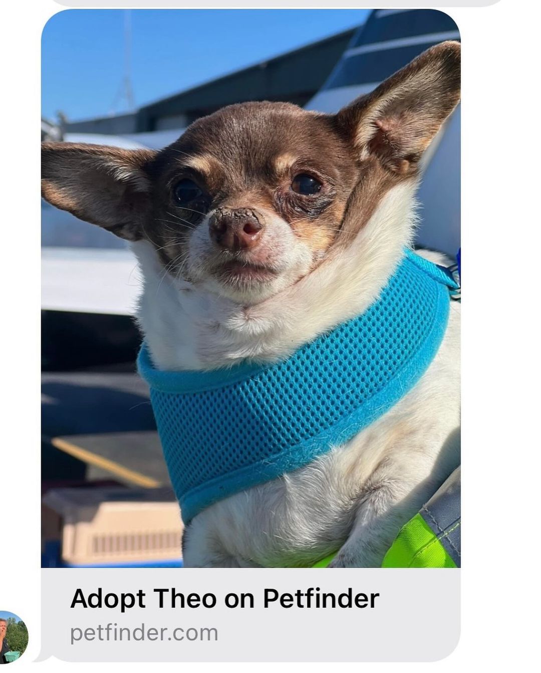 chihuahua outdoor