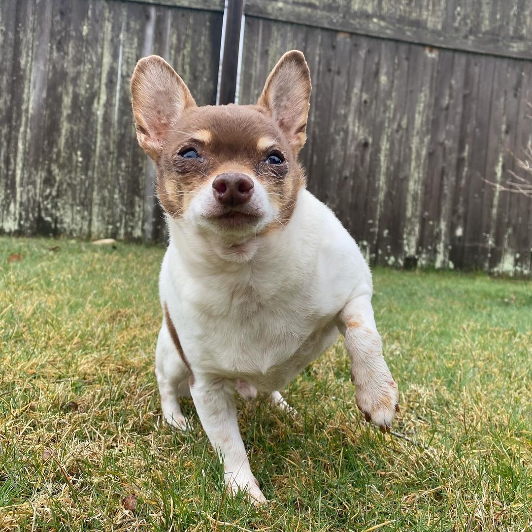 chihuahua running