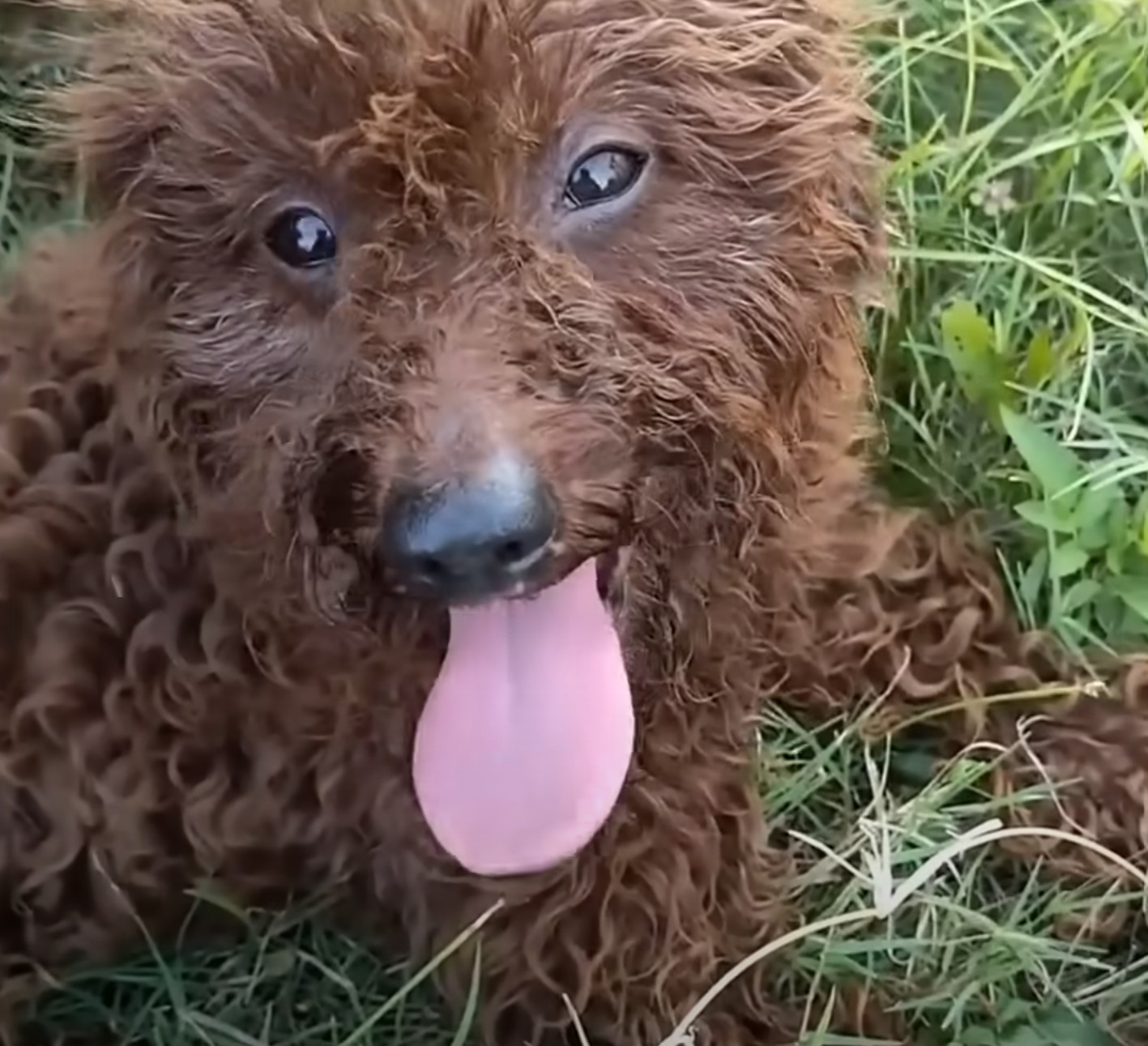 close-up photo of stray pup