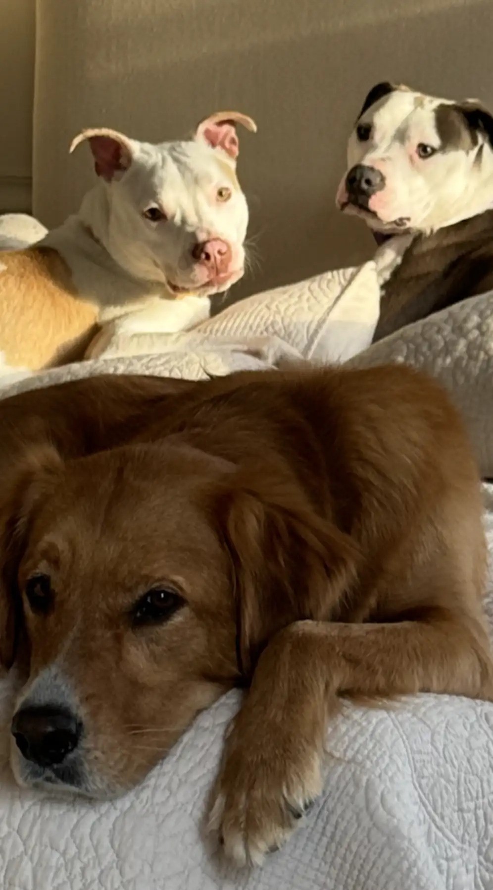 close-up photo of three dogs lying in bed