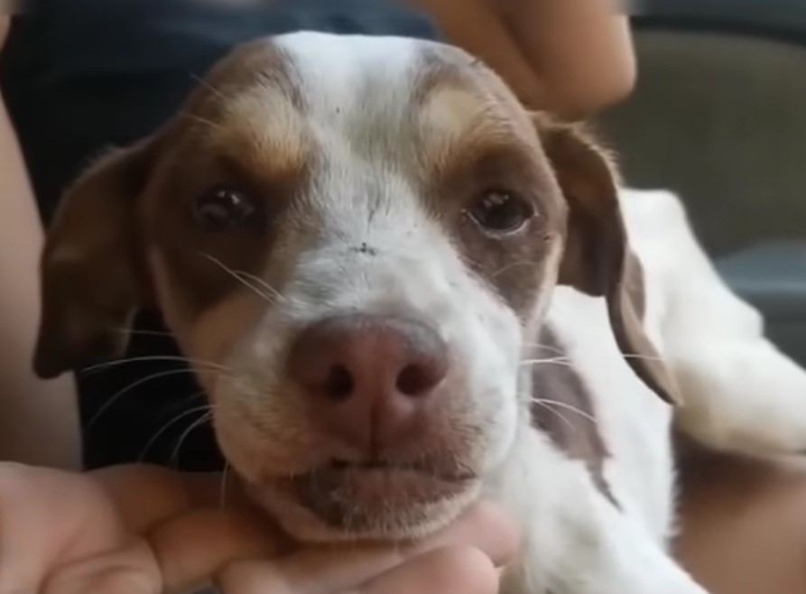 close view of adorable dog