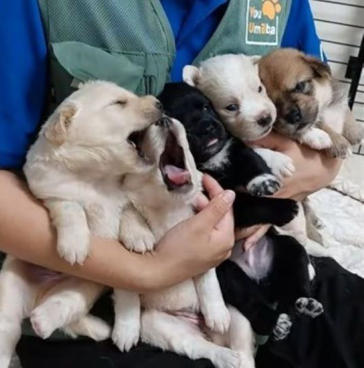 colorful puppies in hands