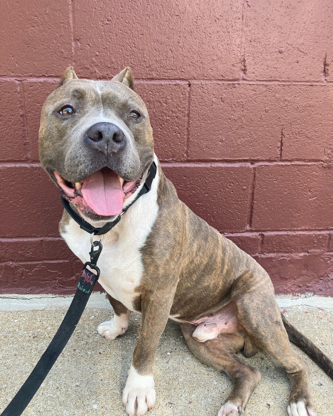 cute dog and brick wall