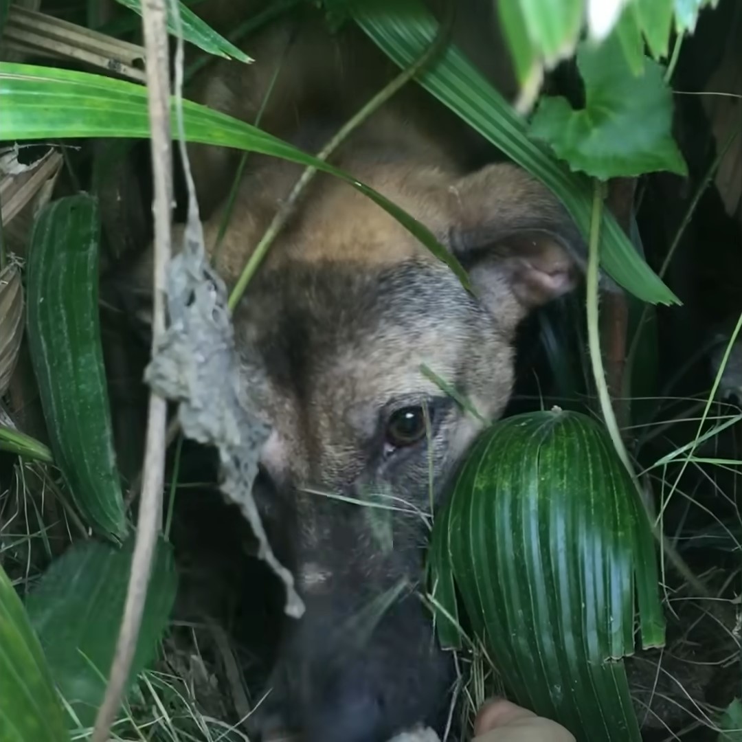 cute dog in a bush
