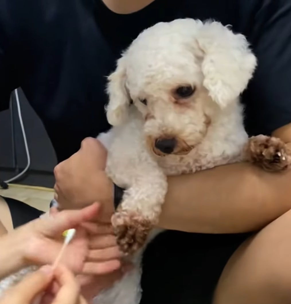 cute dog in human hands