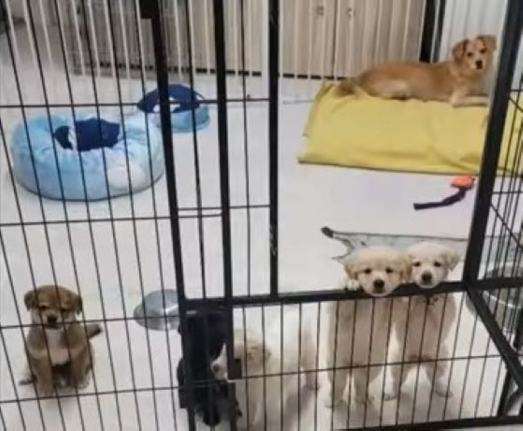 cute puppies in cage