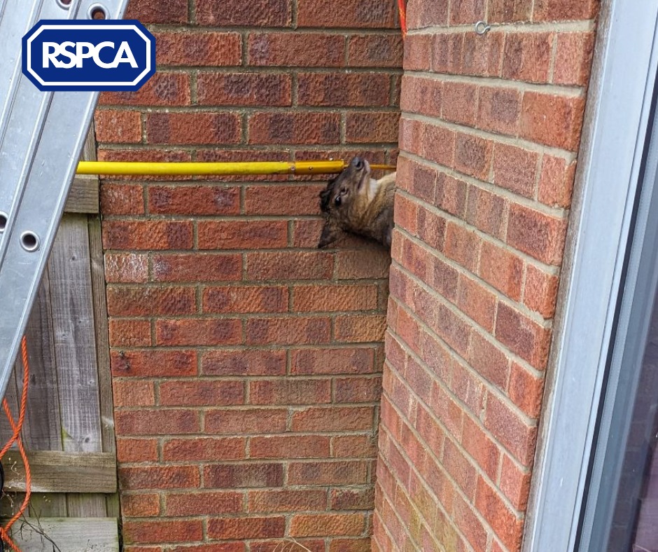 deer stuck between walls