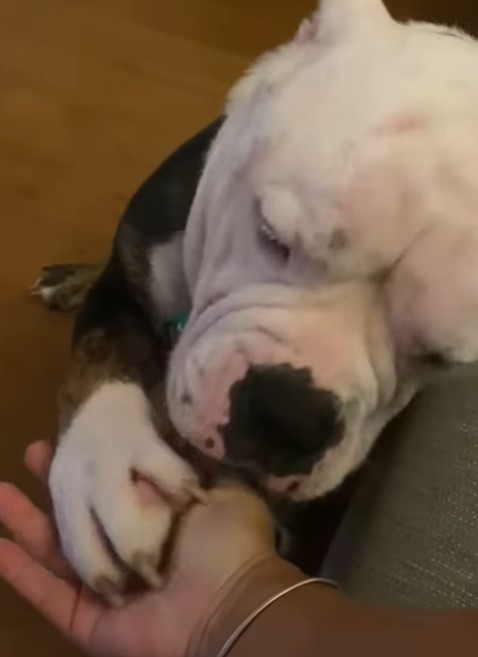 dog and owners hand