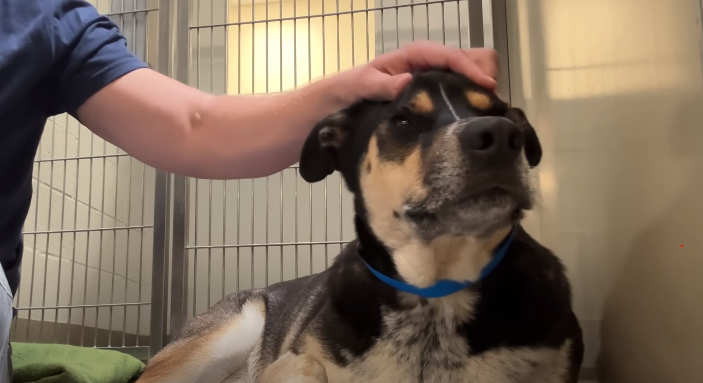 dog being touched with human hand