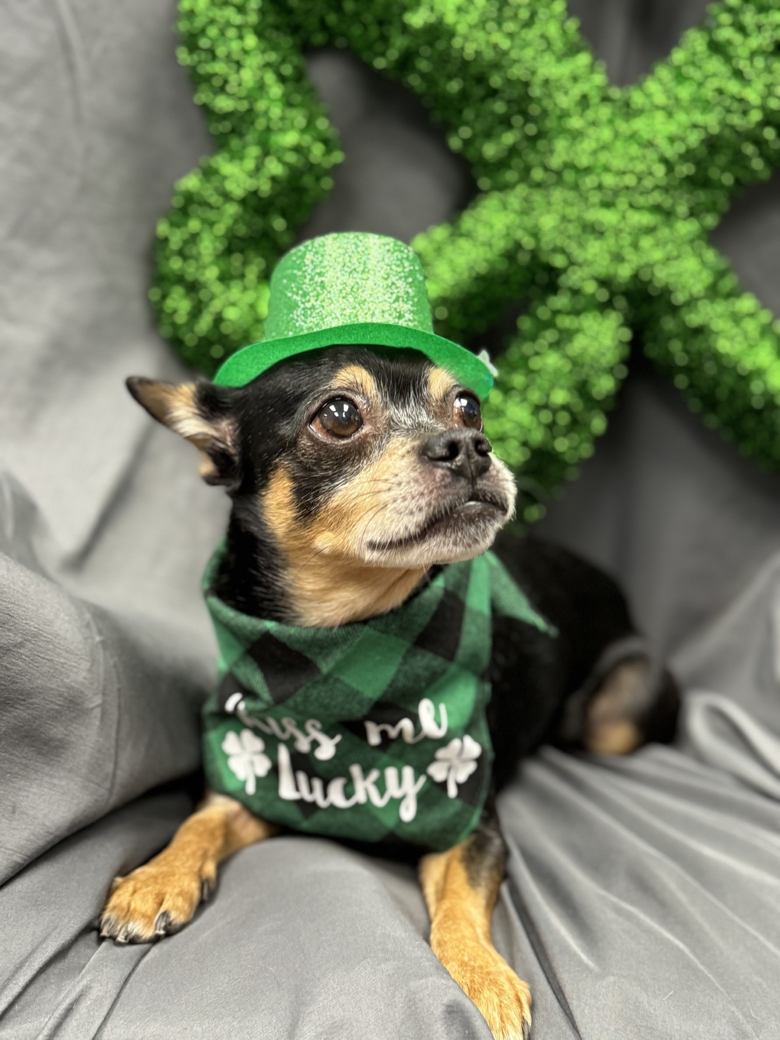 dog dressed up in green costume