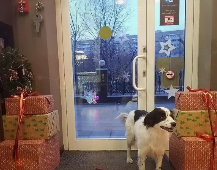 dog for christmas