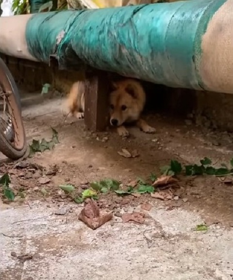 dog hiding in the parking lot