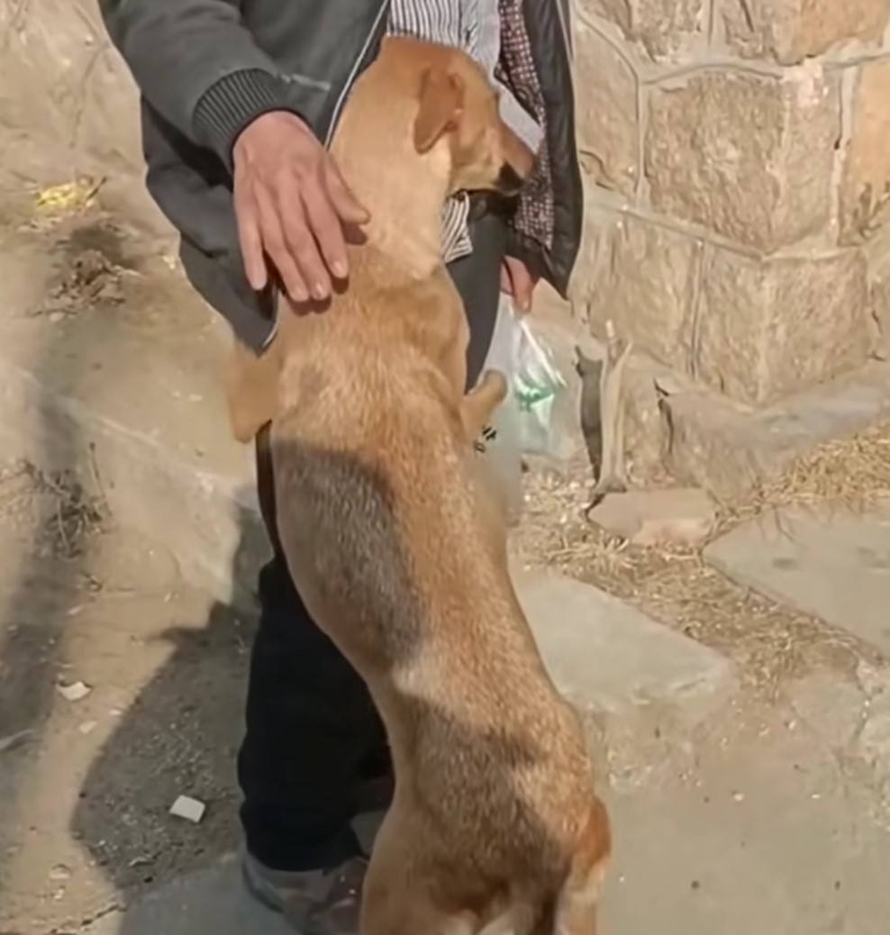 dog hugging a guy