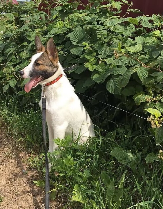 dog in a bush