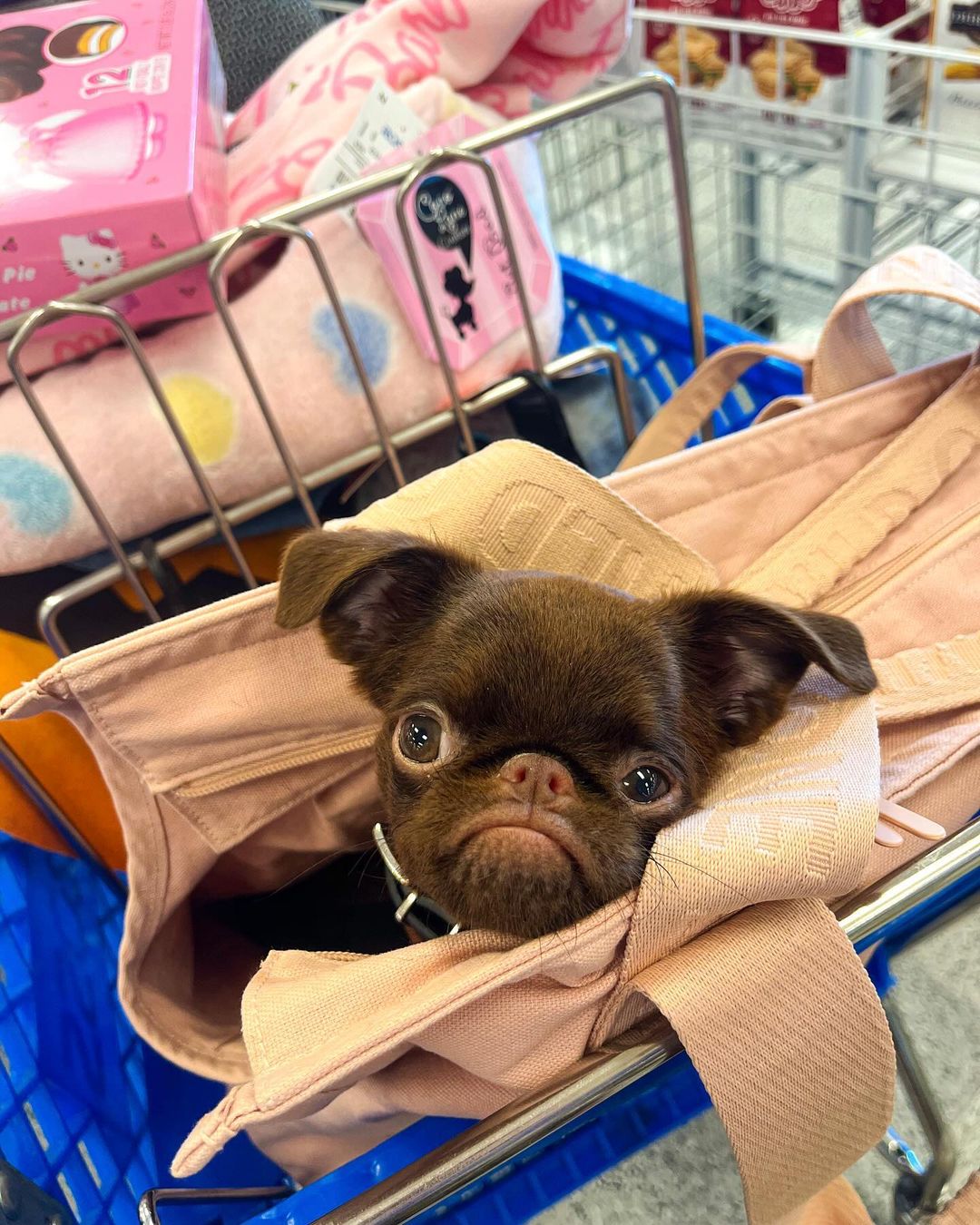 dog in a cart