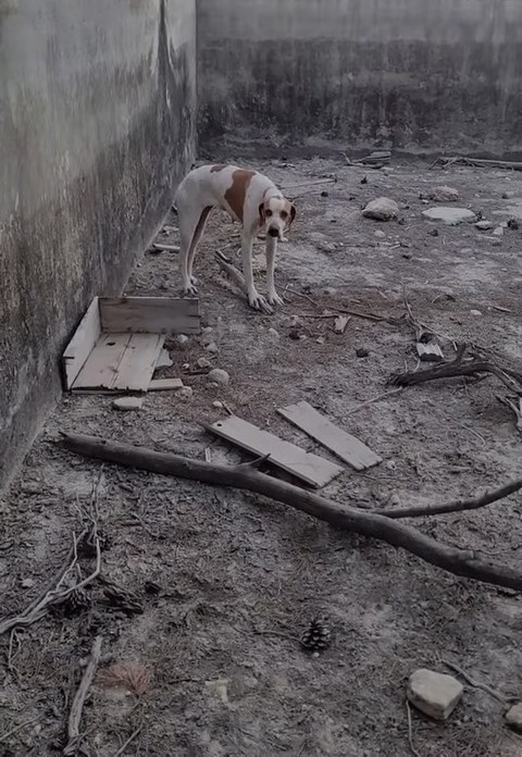 dog in a concrete pit