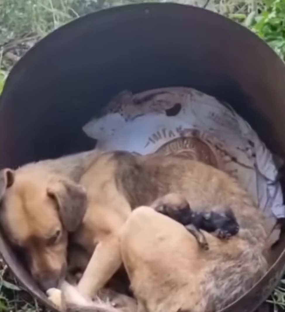 dog in a small barrel