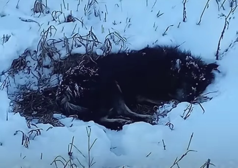 dog in a snow