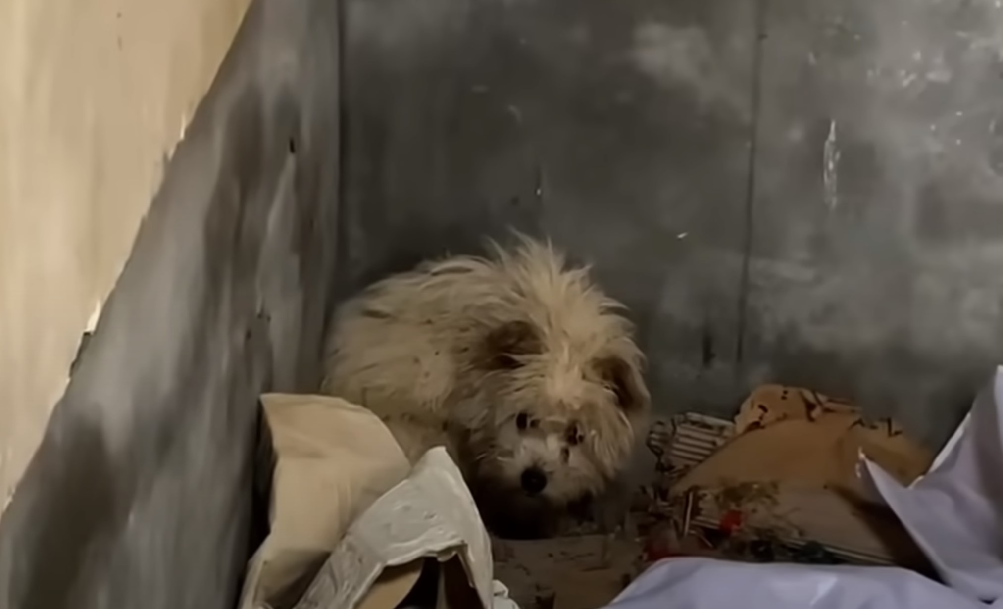 dog in abandoned house