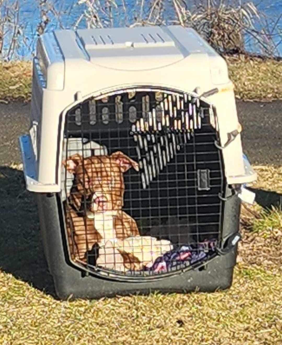 dog in his box abandoned