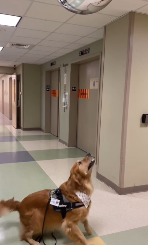 dog in hospital