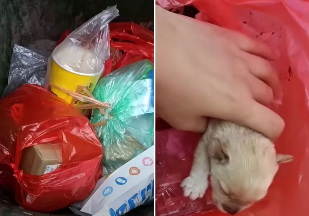 dog in plastic bag
