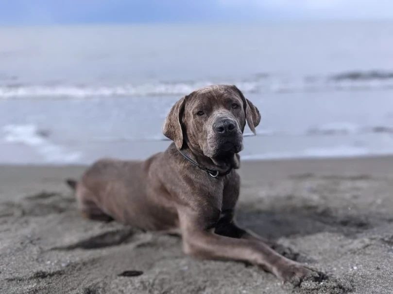 dog laying on a beach