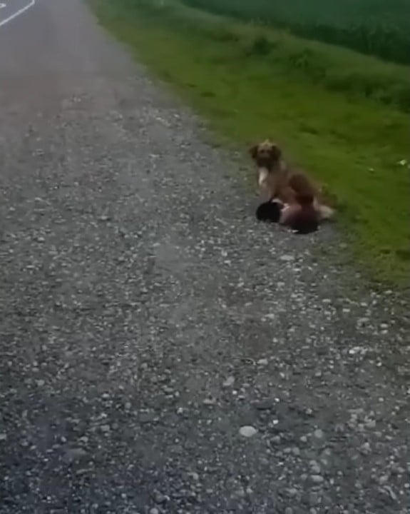 dog laying on a road