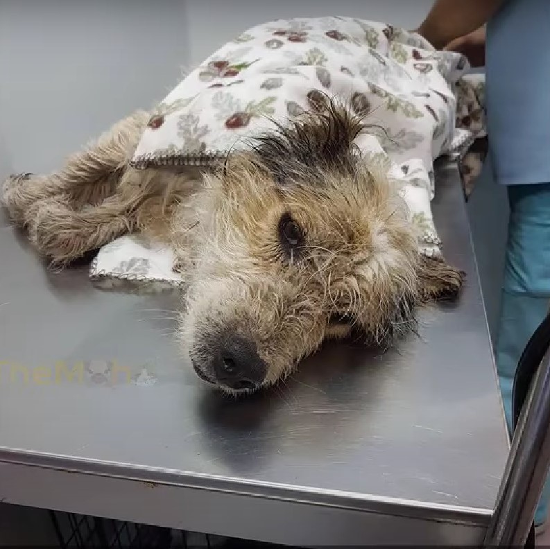 dog laying on a vets table