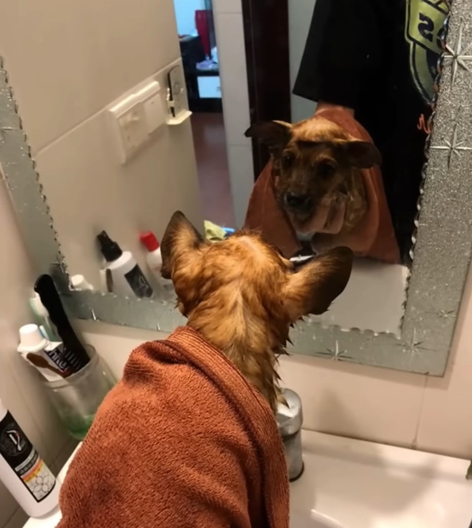 dog looking at mirror