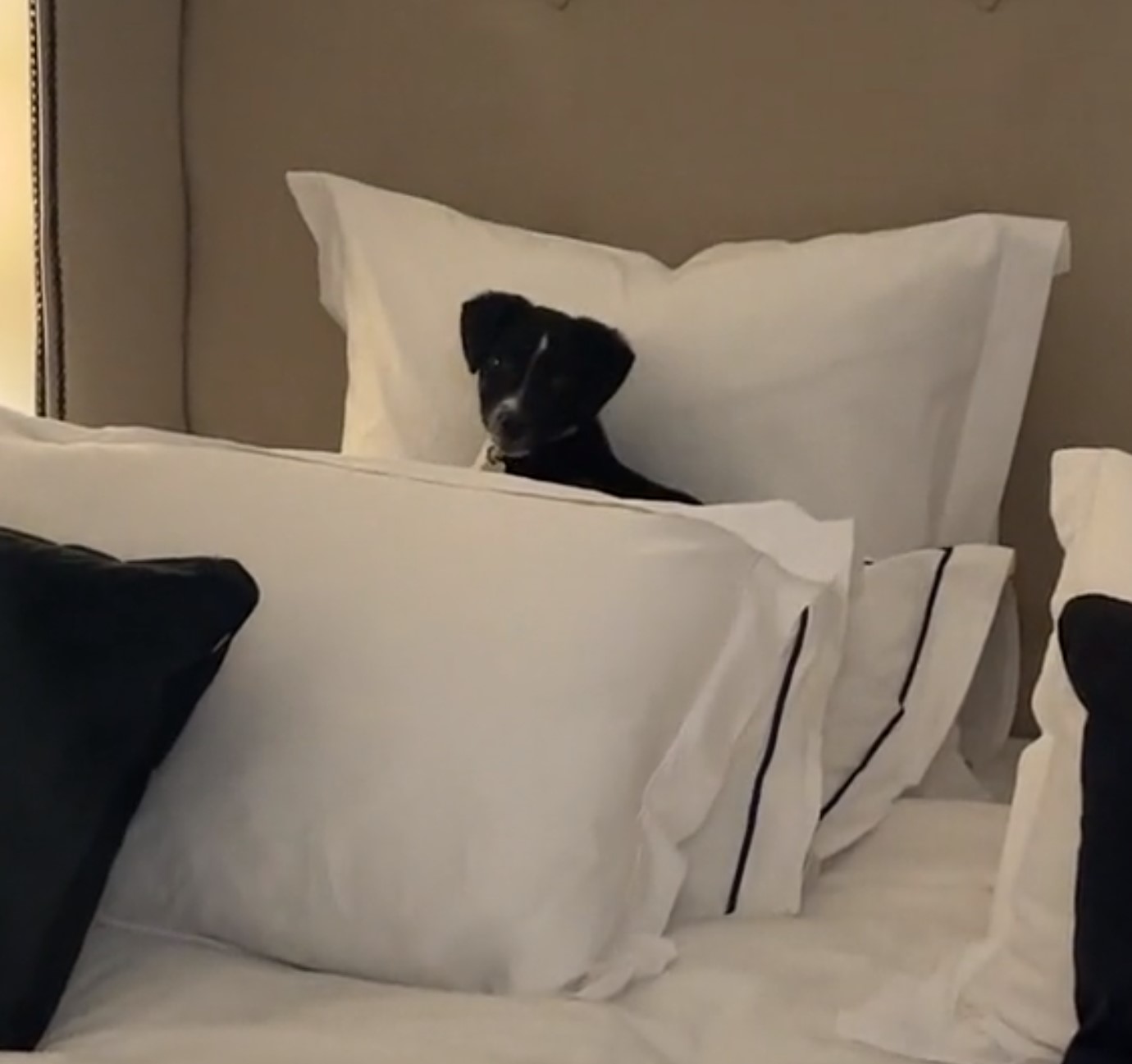 dog lying behind pillows