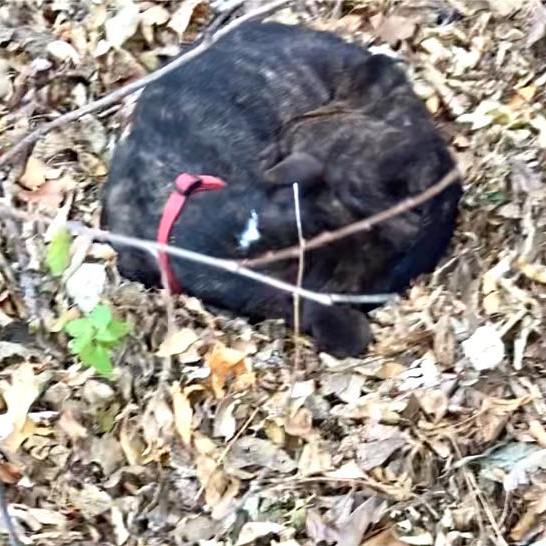dog lying in pile of leaves