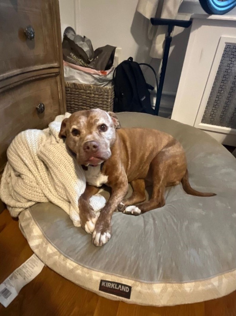 dog lying in bed