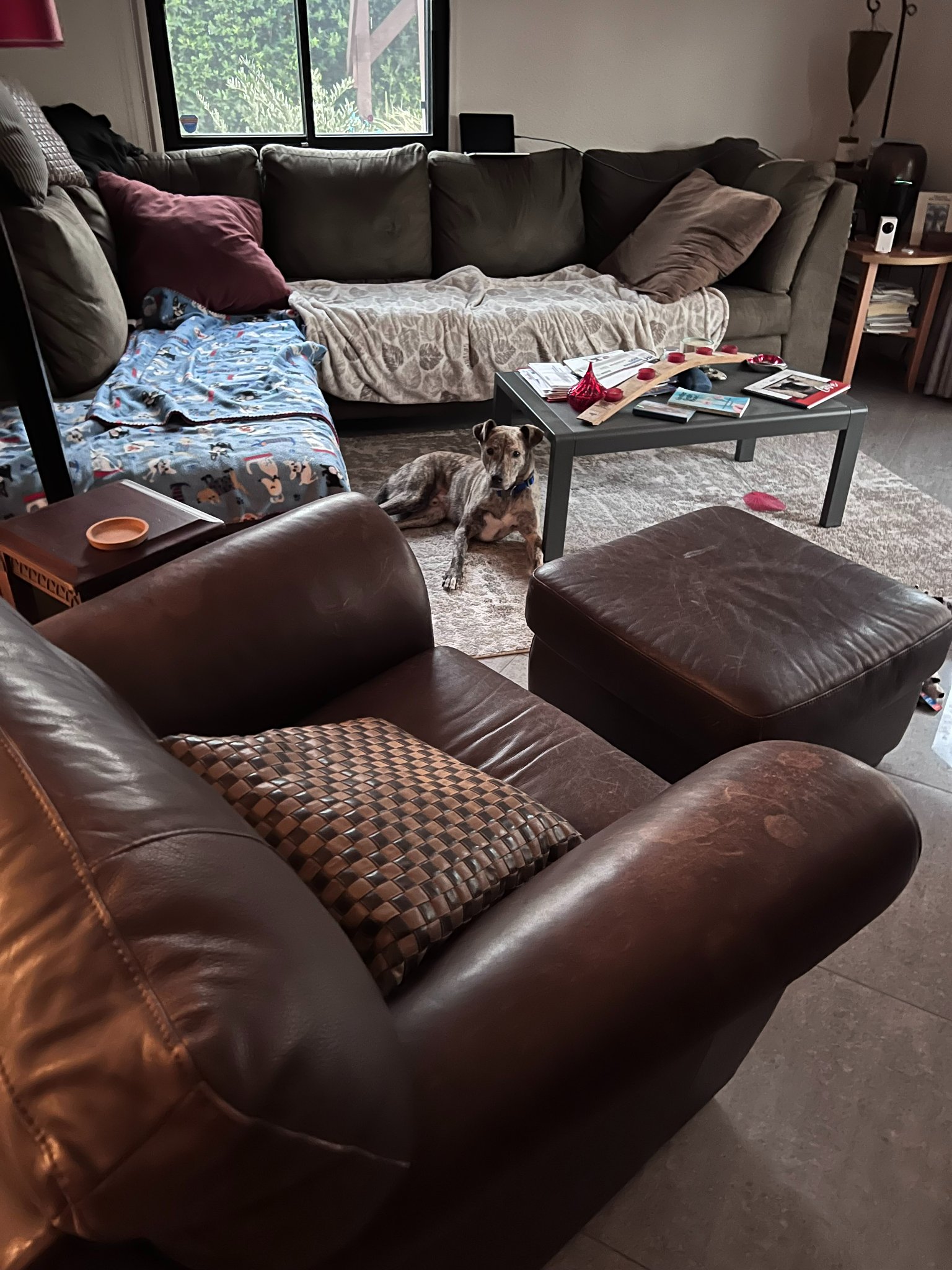 dog lying on the floor of living room