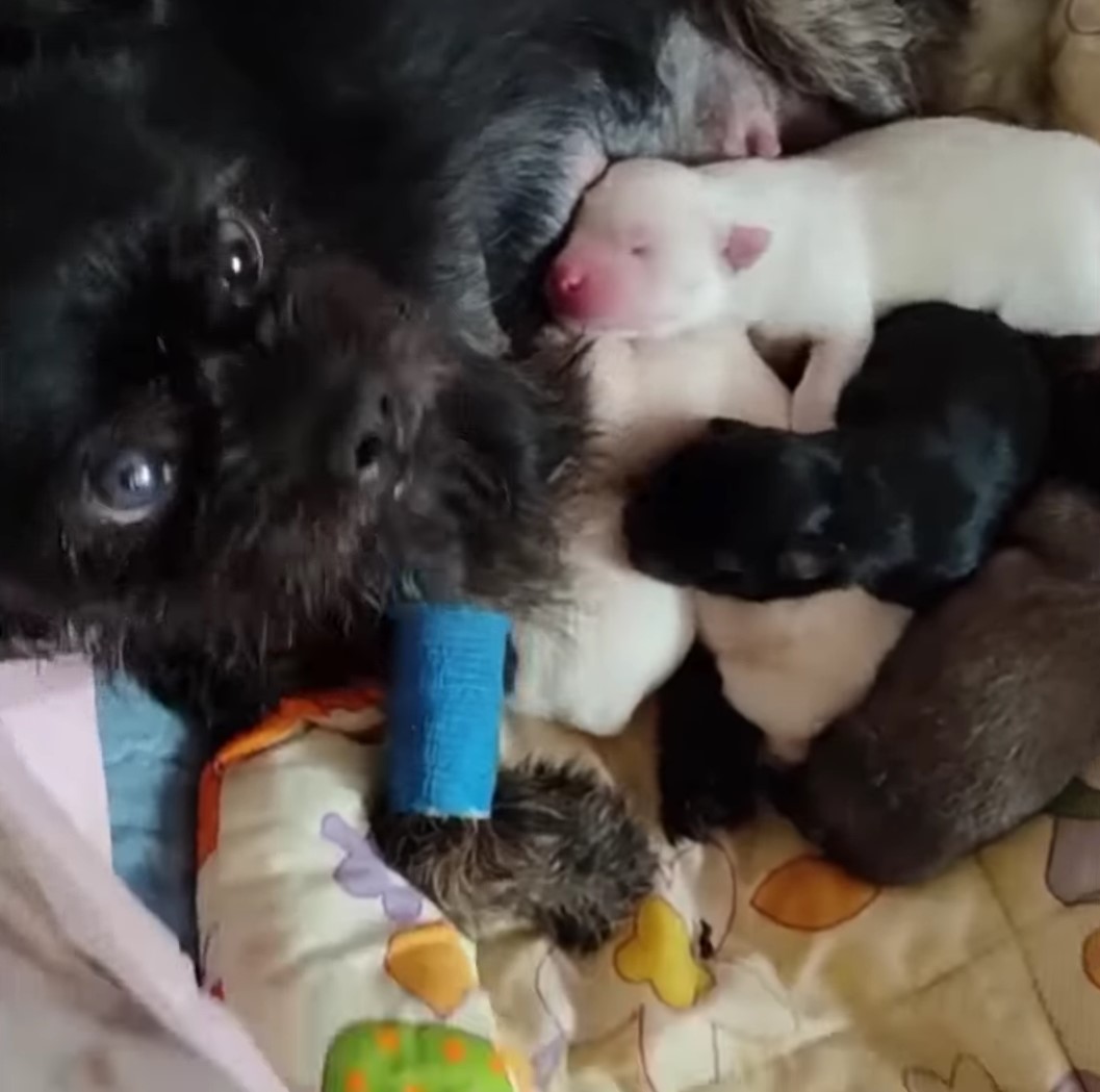 dog lying with puppies