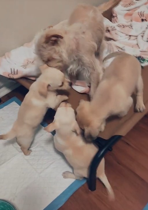 dog mom and three puppies