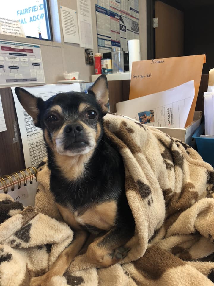 dog named chico covered with a blanket
