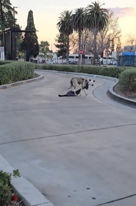 dog on a concrete road