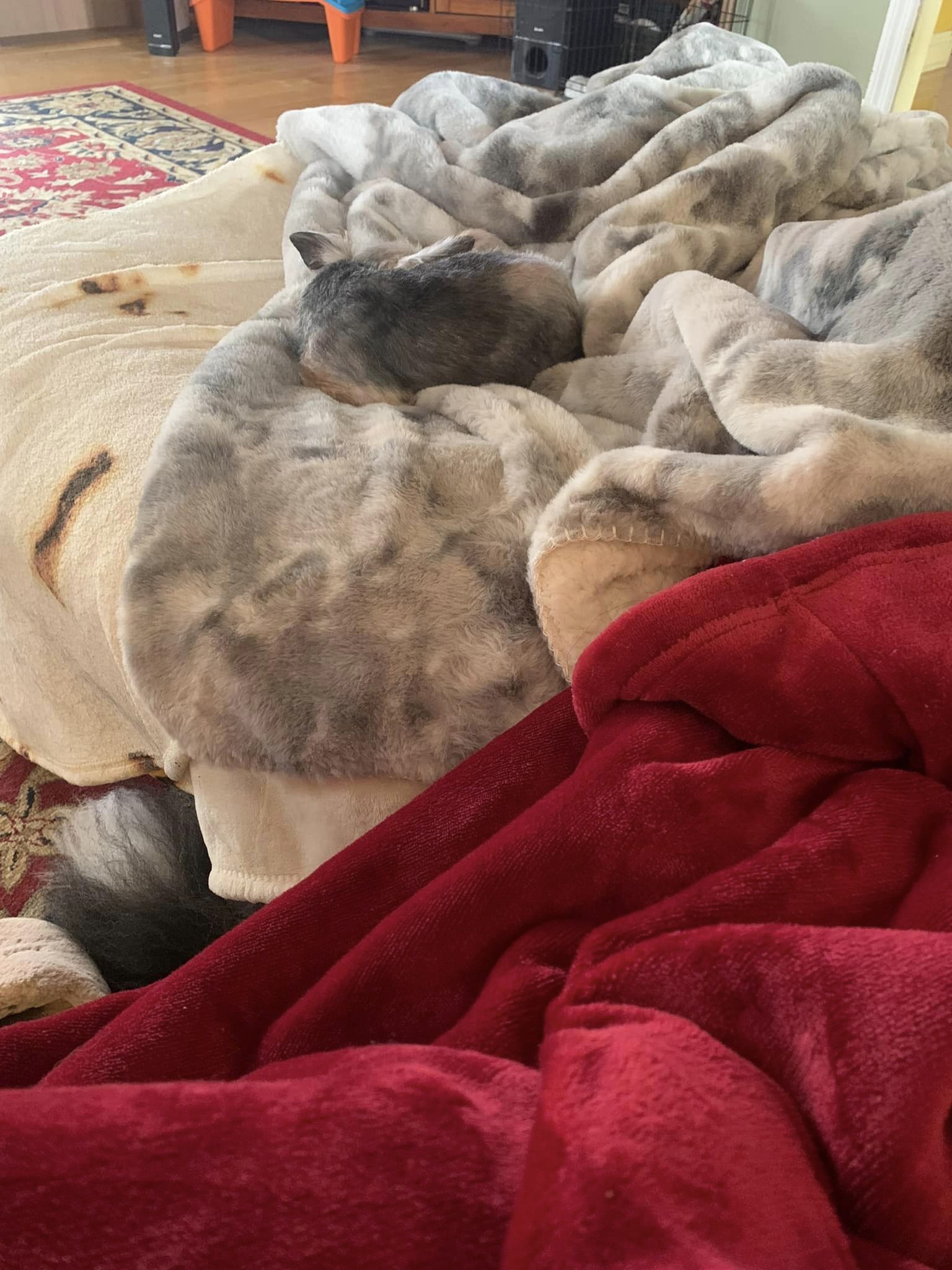 dog on fluffy blanket laying