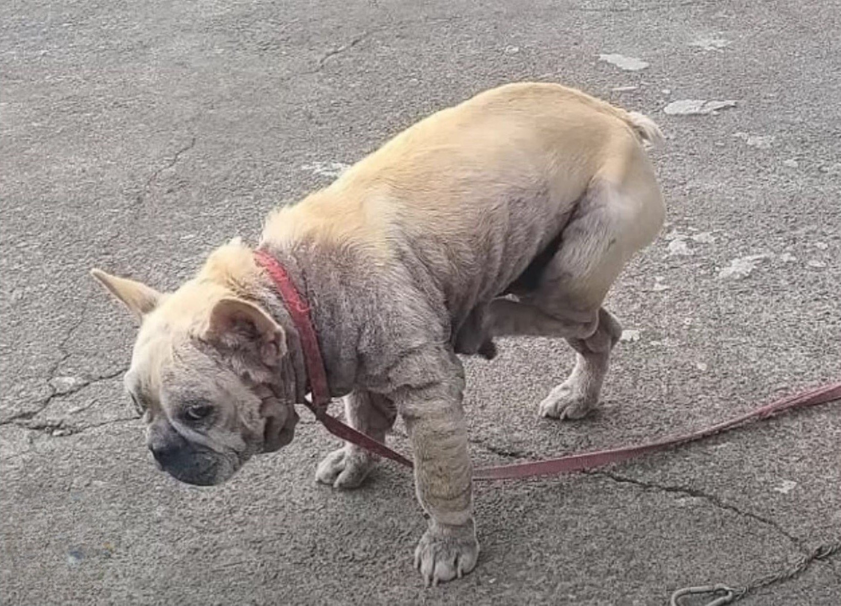 dog on the street
