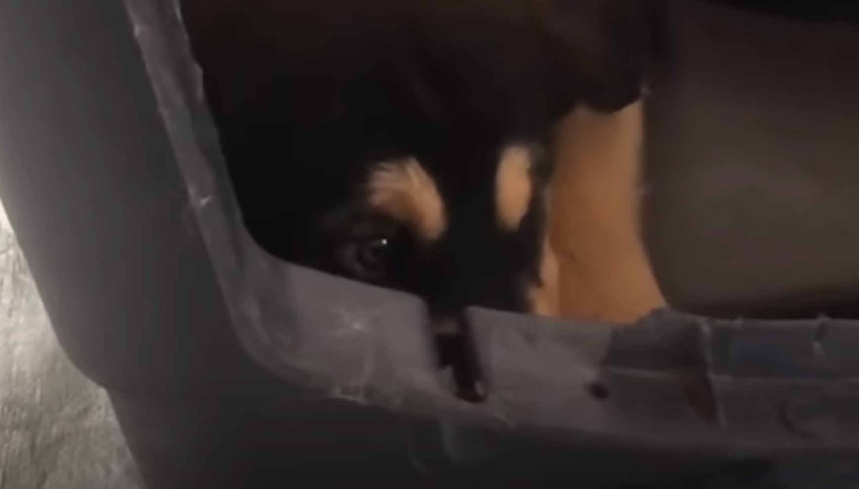 dog peeking from the kennel