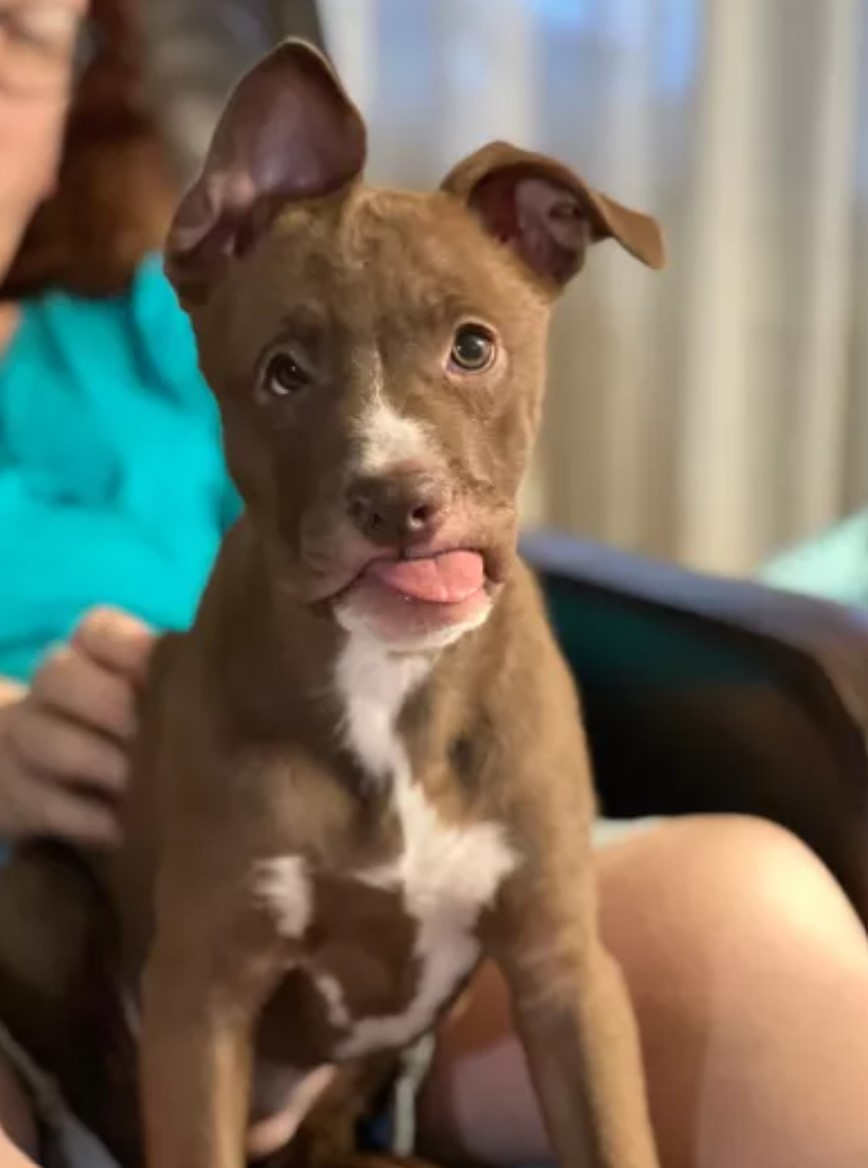 dog sitting in woman's lap