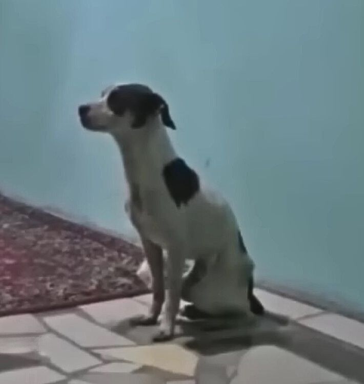 dog sitting on a cobblestone