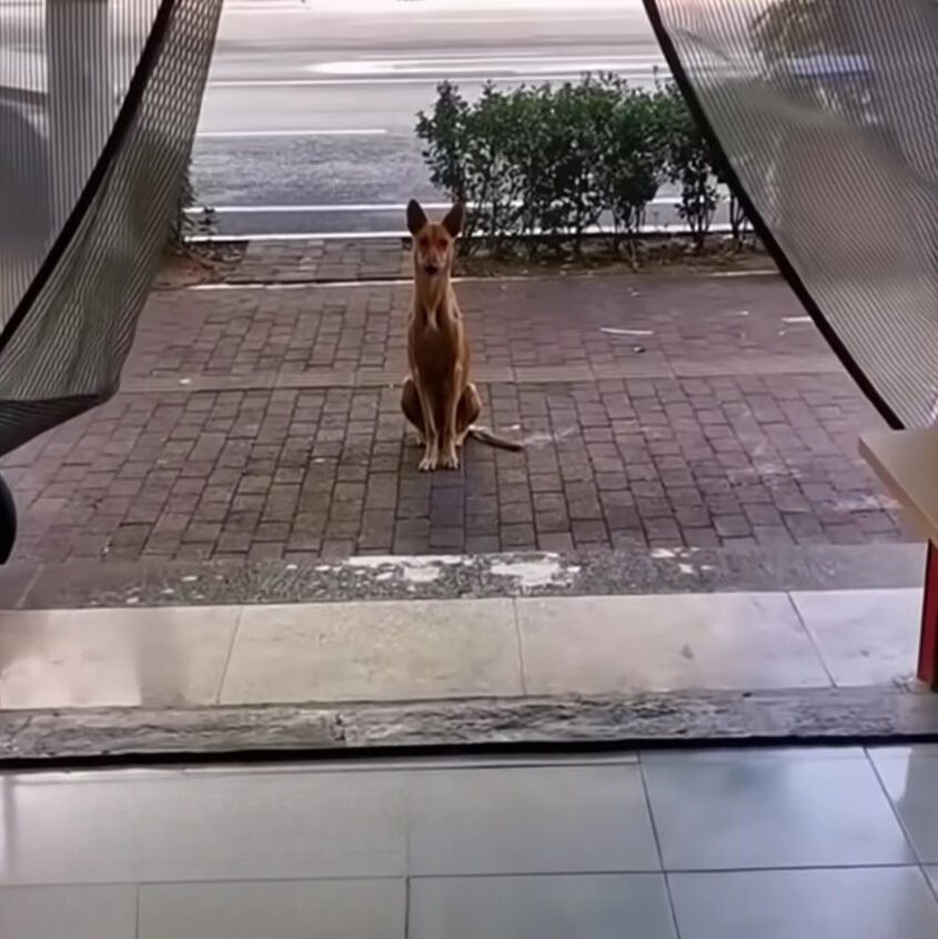 dog sitting on a sidewalk