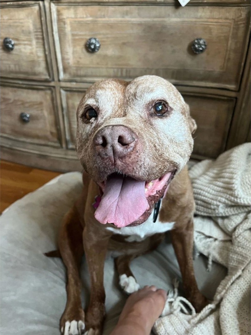 dog sitting on bed