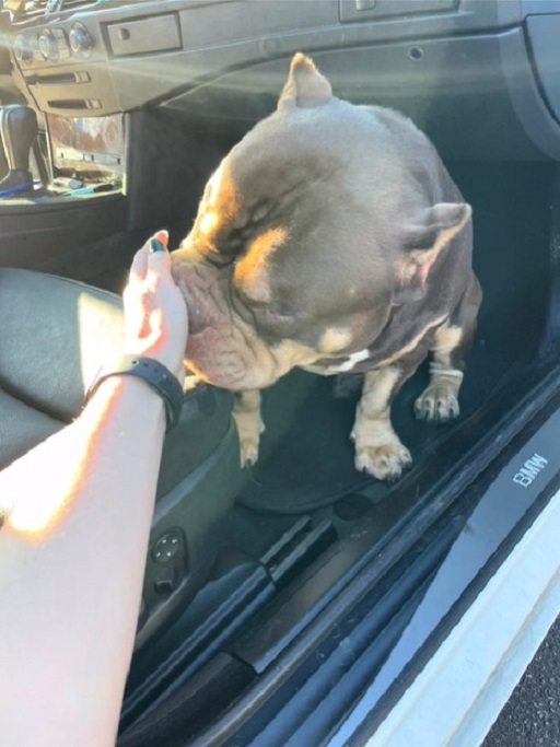 dog sniffing female hand