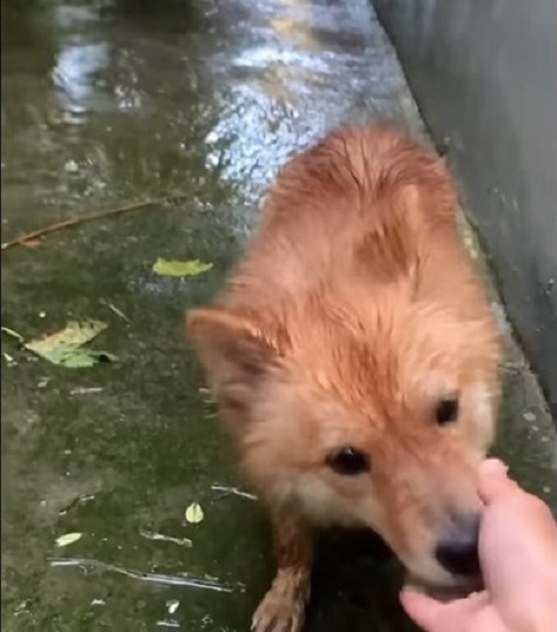 dog sniffing hand