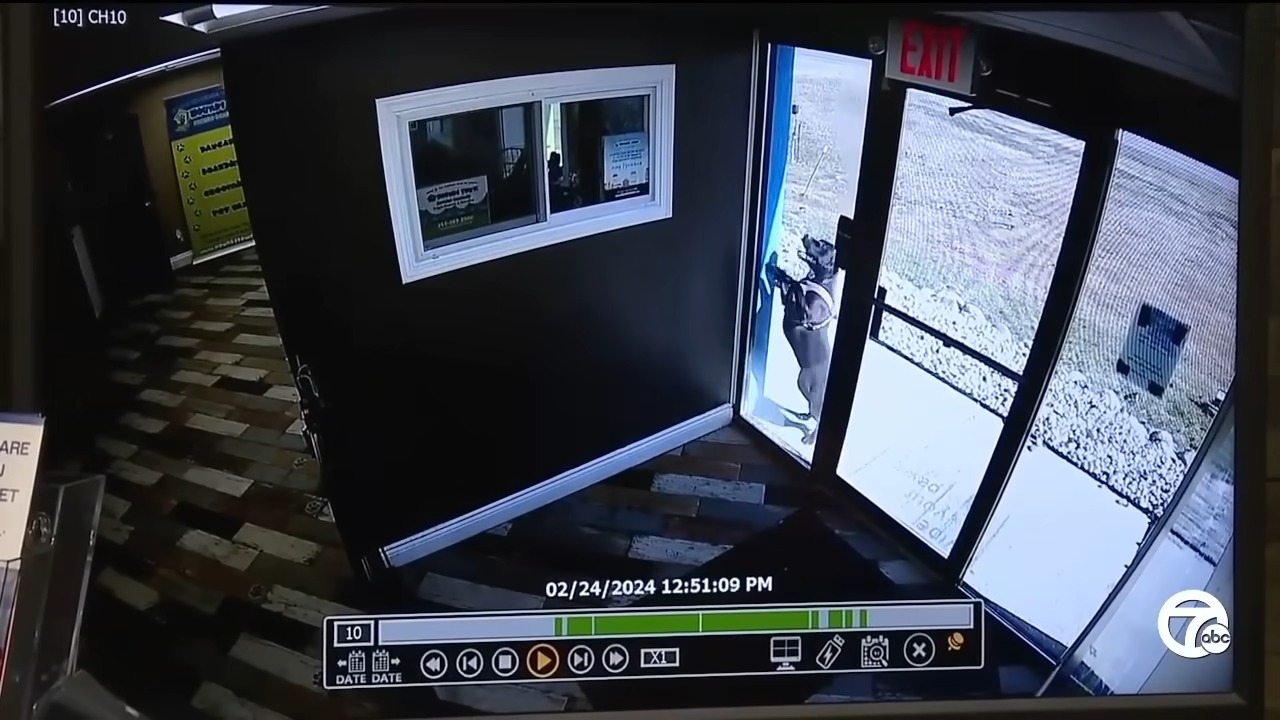 dog spotted on security cameras